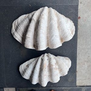 Giant pacific sea shells